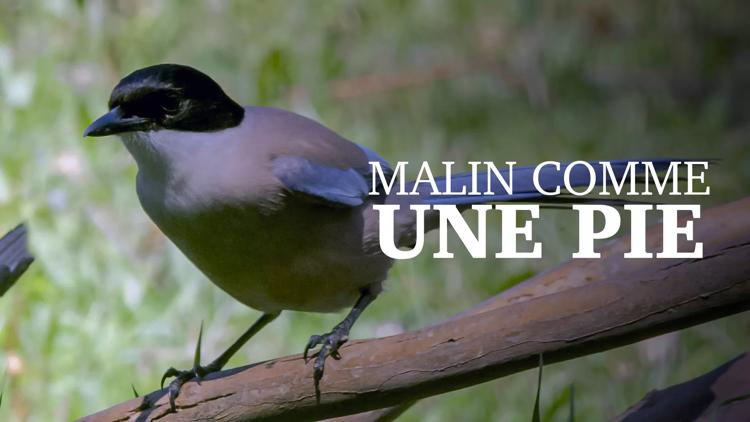 Постер Malin comme une pie