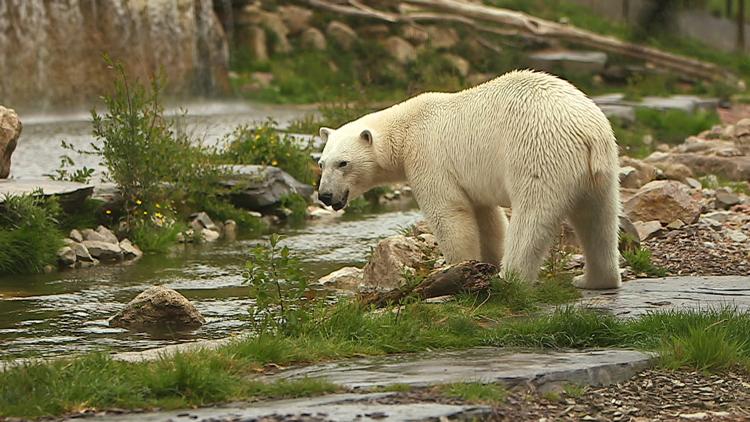 Постер 100 jours avec les animaux de Cerza, le plus grand zoo de Normandie