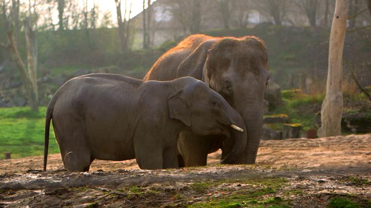 Постер 100 jours avec les animaux du Pal, le plus grand zoo d'Auvergne