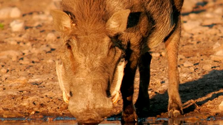 Постер Flechas en Namibia