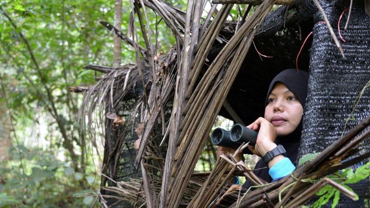 Постер Thaïlande, la jeune femme qui sauve les calaos