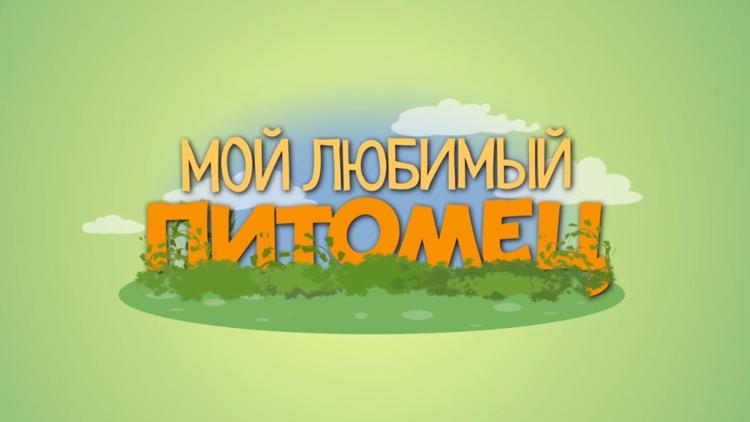 Постер Мой любимый питомец