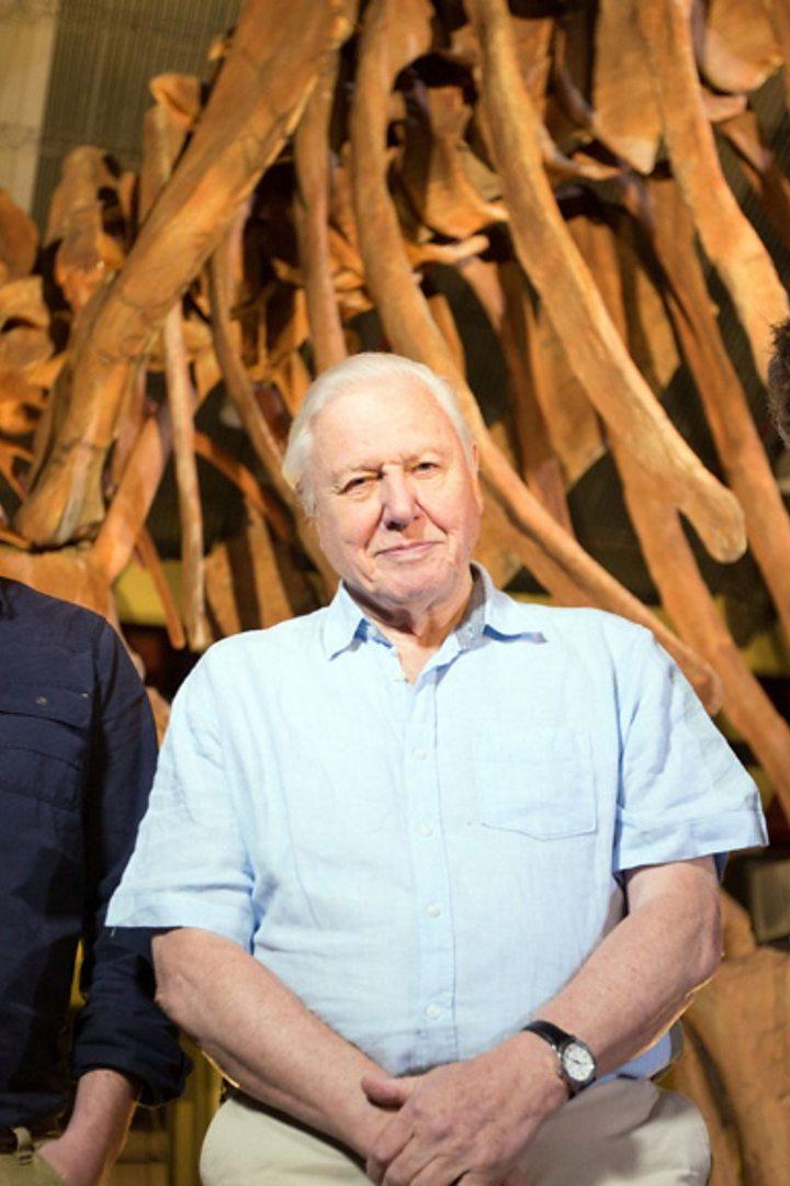 Attenborough and the Giant Dinosaur (attenborough-and-the-giant-dinosaur) Документальный фильм