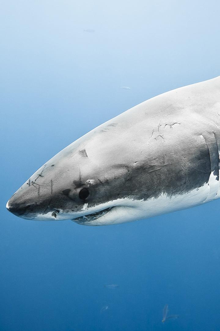 Sharkcano (sharkcano) Познавательное