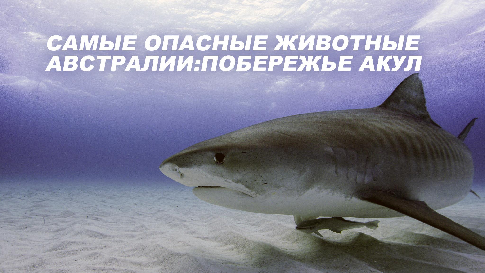 Самые опасные животные Австралии: Побережье акул (samye-opasnye-zhivotnye-avstralii-poberezhe-akul) Документальный фильм