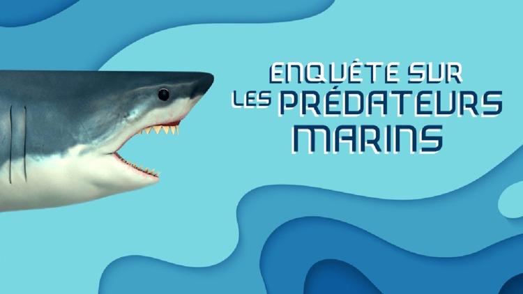 Постер Enquête sur les prédateurs marins