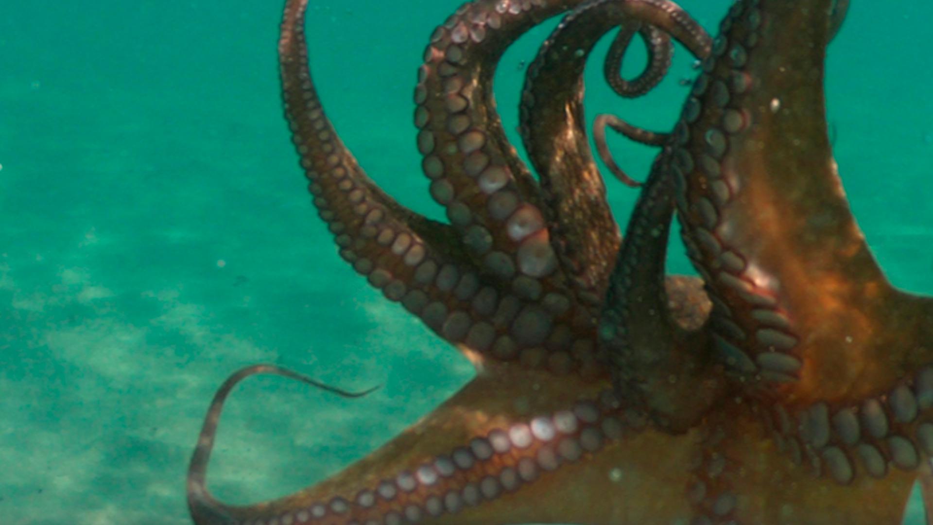 Asturias pasión por el cefalópodo (asturias-pasin-por-el-cefalpodo) Досуг, хобби