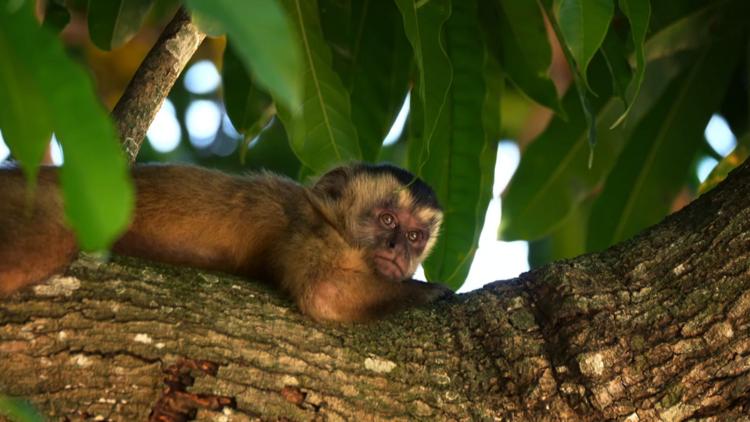 Постер La faune sauvage du Pantanal: entre félins et tamanoirs