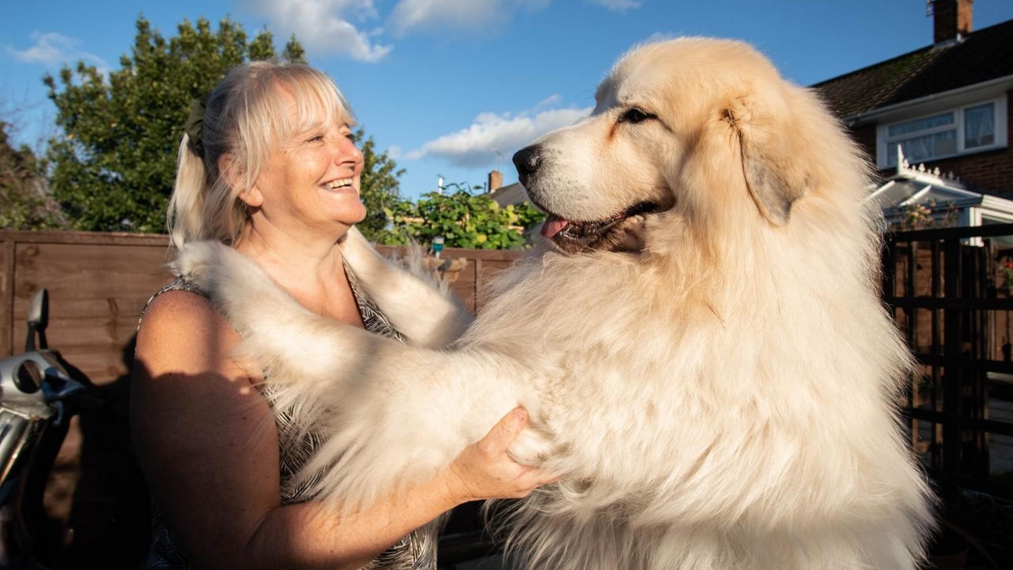 Big Dog Britain (big-dog-britain) Досуг, хобби