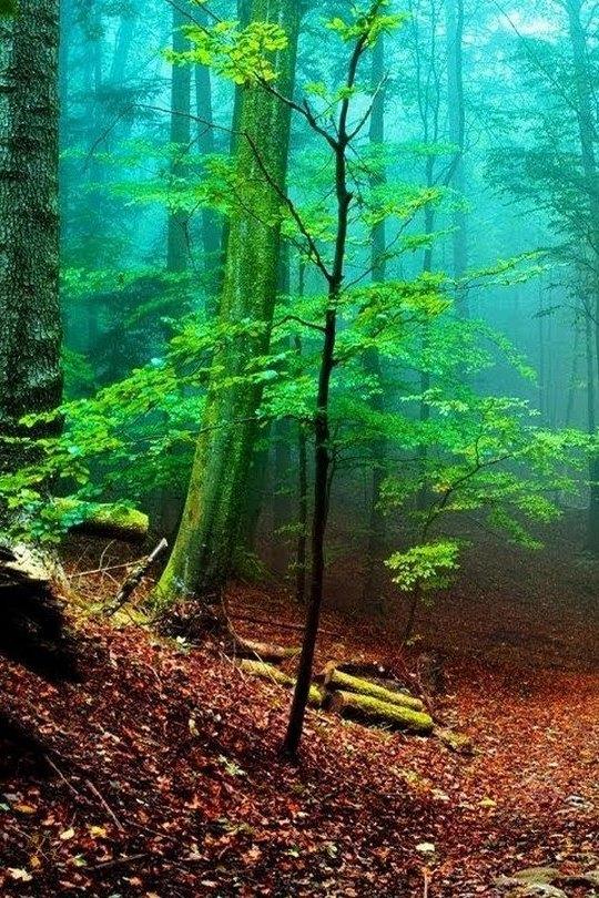 Ormanda Yaşam (ormanda-yaam) Досуг, хобби