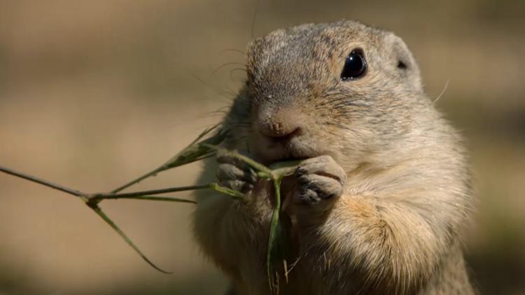 Постер Tierische Heimkehrer - Zurück in der Natur