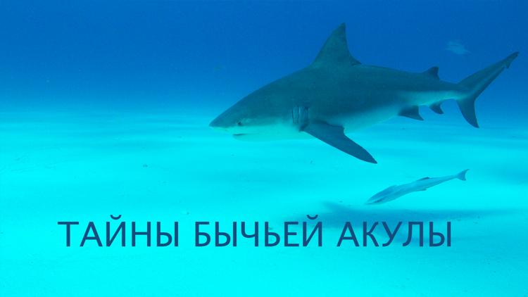 Постер Тайны бычьей акулы