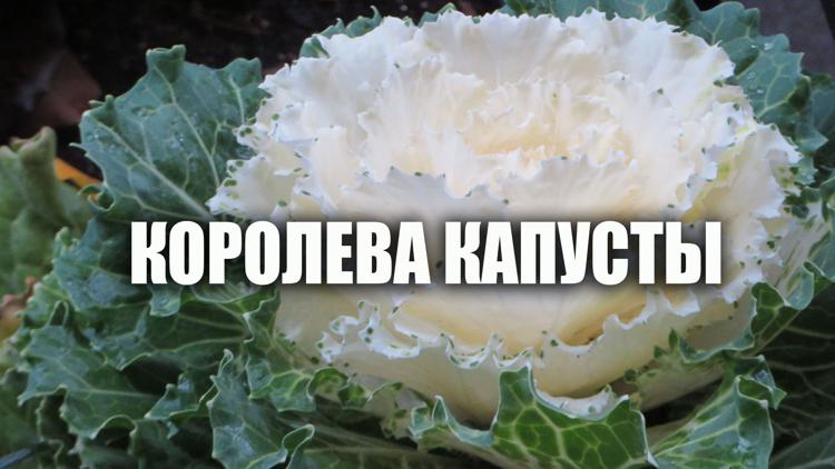 Постер Королева капусты