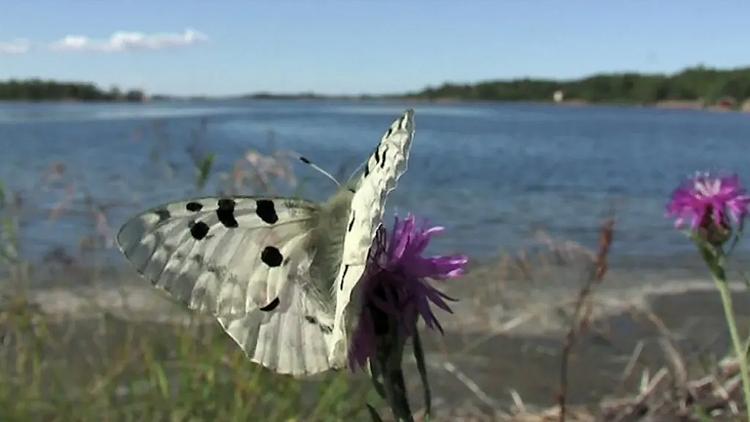 Постер Luonnonkaunis Ahvenanmaa