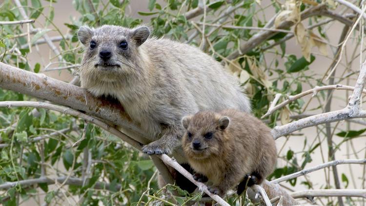 Постер Les réseaux sociaux des animaux