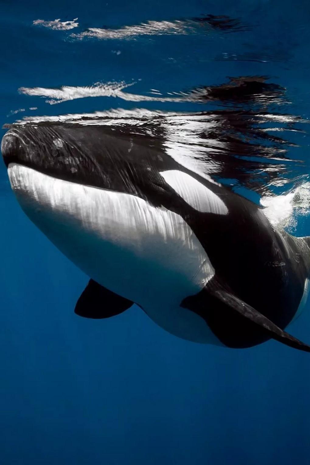 Orca vs. Great White (orca-vs-great-white) Документальный фильм