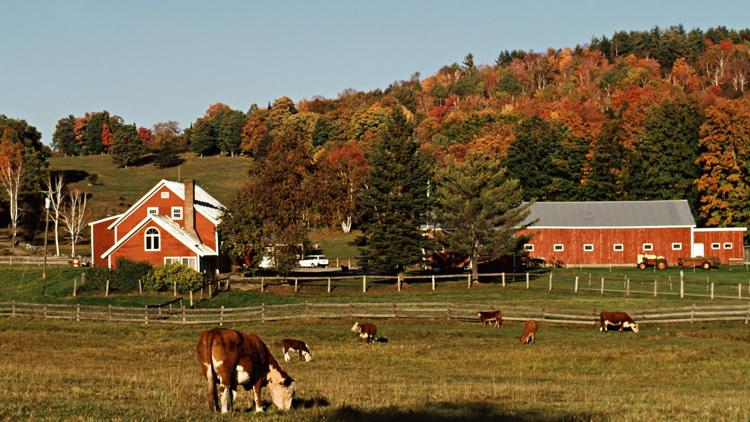 Постер A Lake District Farm Shop