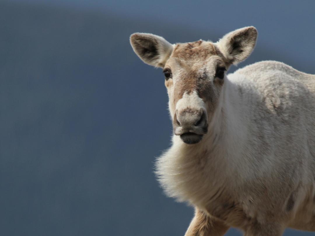 Последнее стадо (poslednee-stado) Документальный фильм