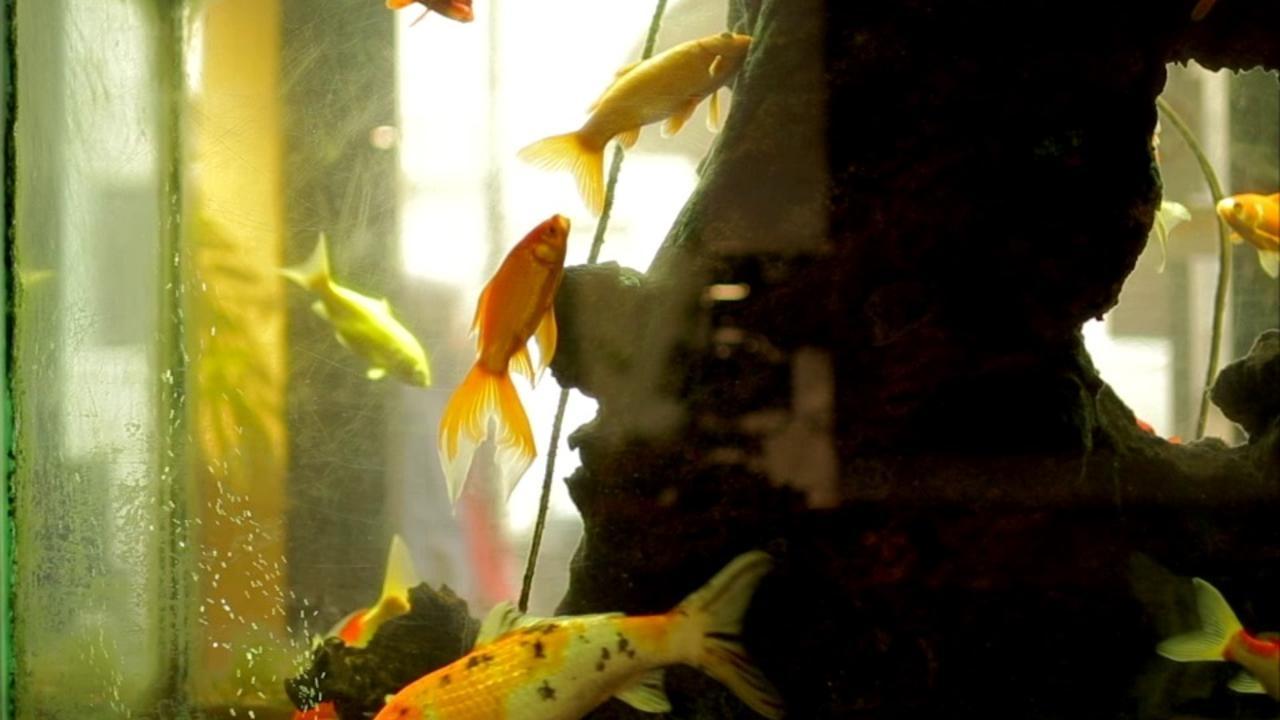 L'Aquarium et la Nation (laquarium-et-la-nation) Фильм 2015