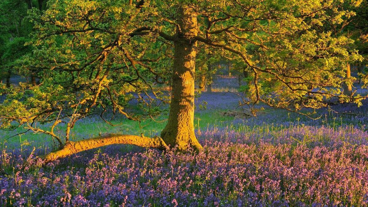 Ecosse, whisky, Highlands: L'eau de la vie (ecosse-whisky-highlands-leau-de-la-vie) Познавательное