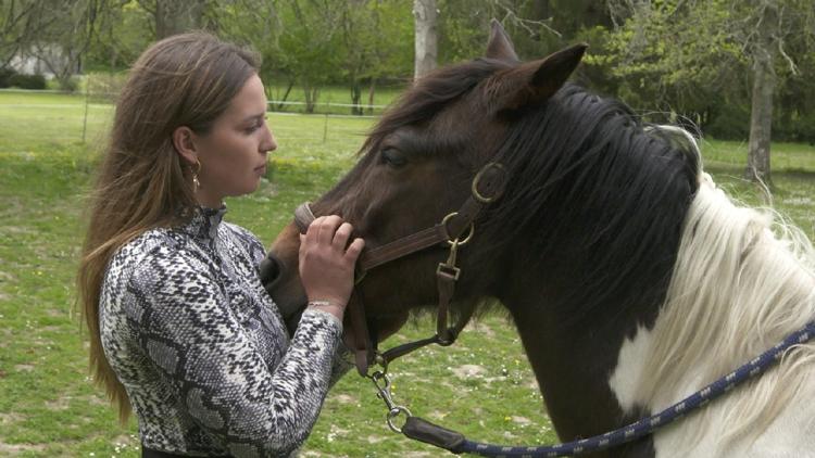 Постер Ces animaux qui nous soignent