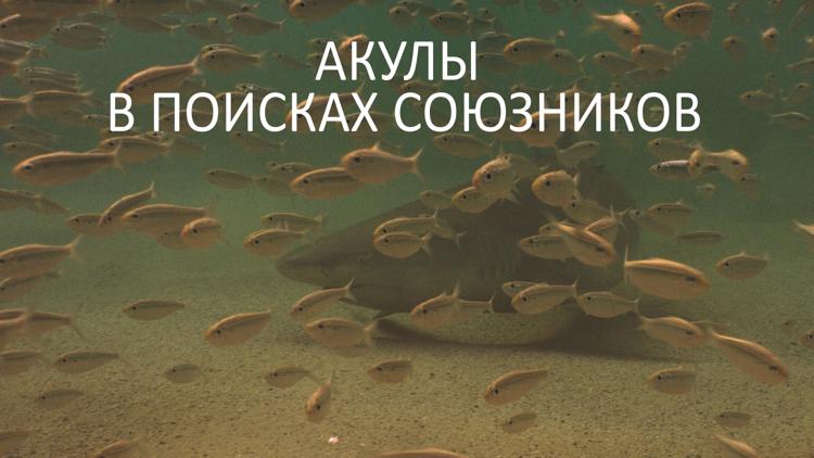 Постер Акулы в поисках союзников