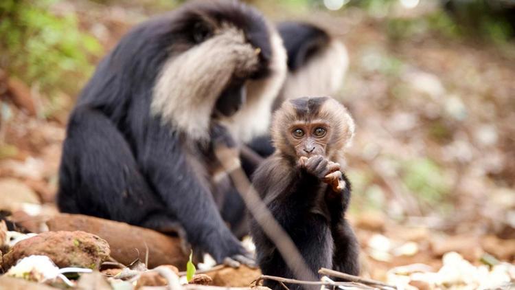 Постер Tierkinder der Wildnis