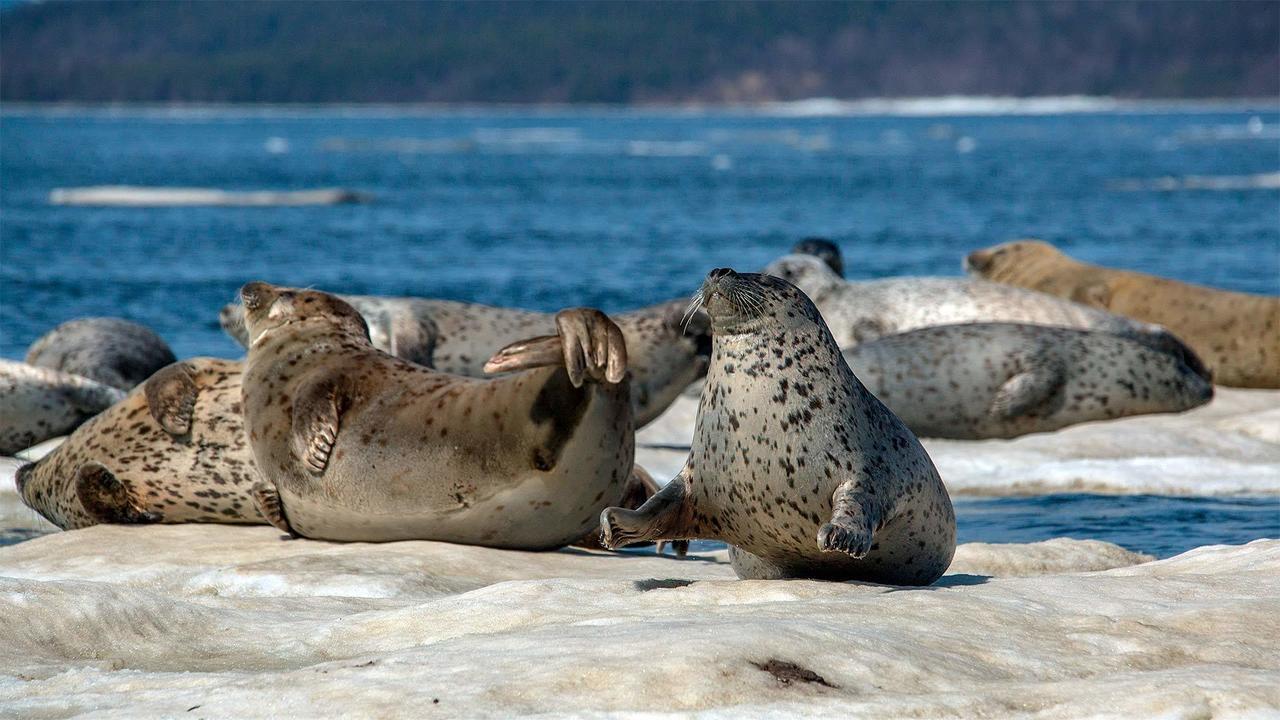 Суровое море России (surovoe-more-rossii) Документальный фильм