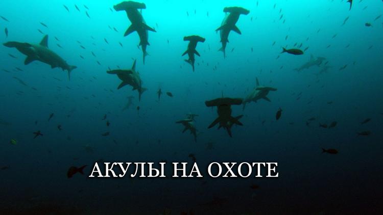 Постер Акулы на охоте