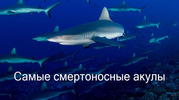 Постер Самые смертоносные акулы