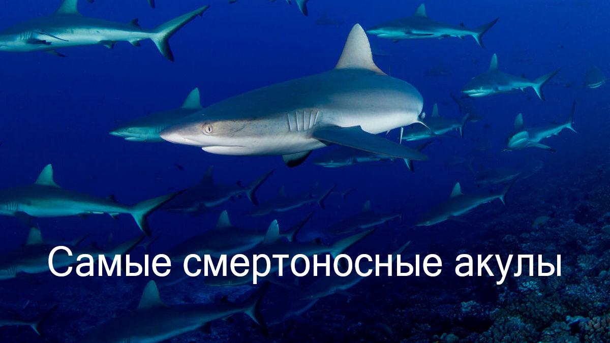 Самые смертоносные акулы (samye-smertonosnye-akuly) Документальный фильм