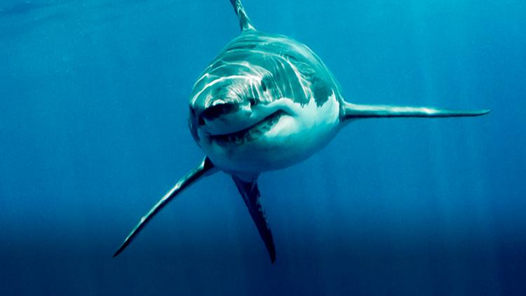 Постер Great White Kill Zone: Guadalupe