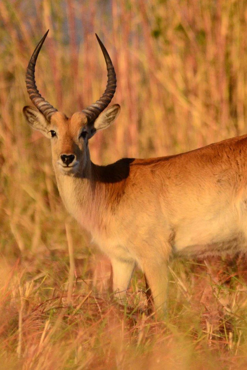 Los otros antilopes de Namibia (los-otros-antilopes-de-namibia) Познавательное