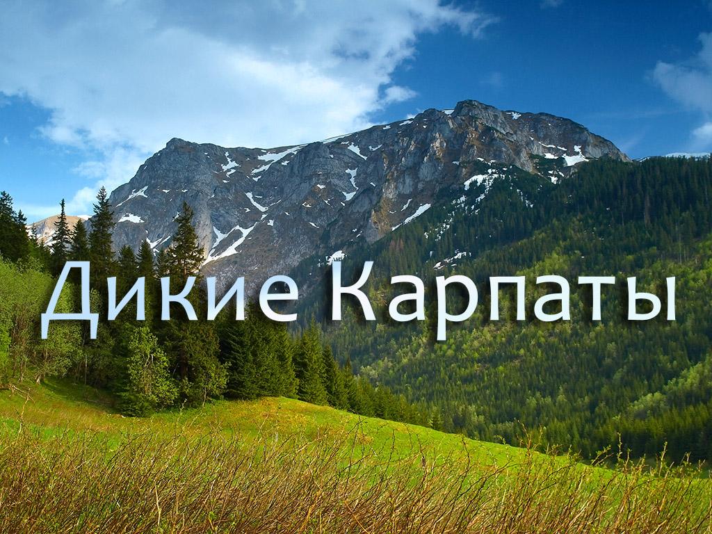 Дикие Карпаты (dikie-karpaty) Документальный сериал