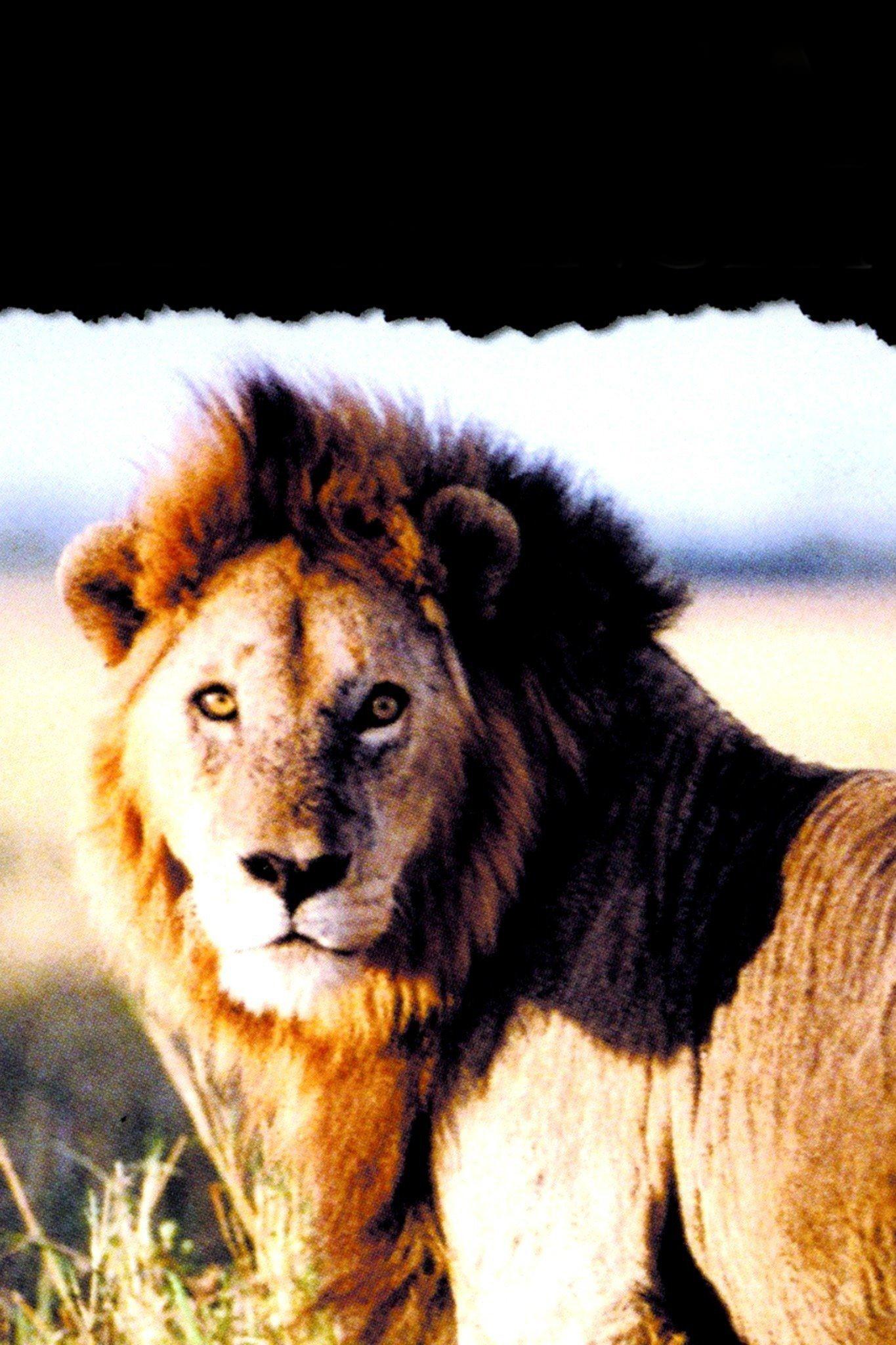 Национальный парк «Серенгети» (natsionalnyj-park-serengeti) Документальный фильм