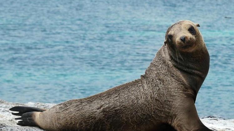 Постер Galapagos selvagge