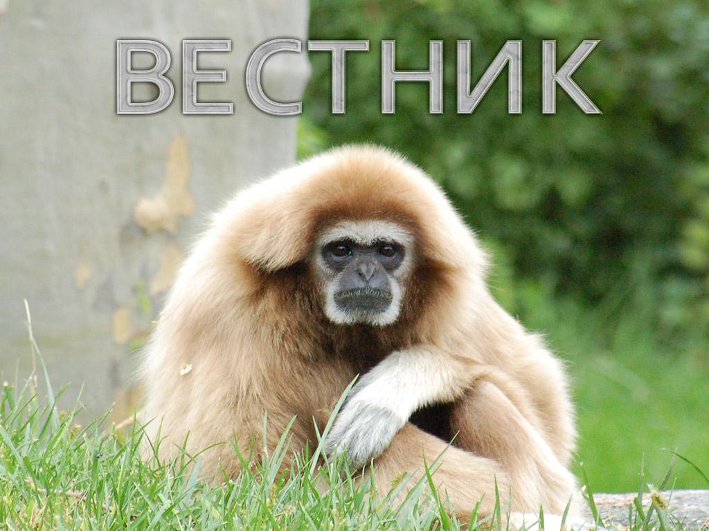 Вестник (vestnik) Документальный сериал