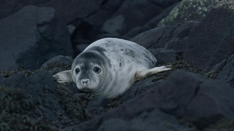 Постер Grey Seals, Journey Of Survival