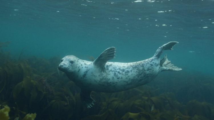 Постер Grey Seals, Journey Of Survival