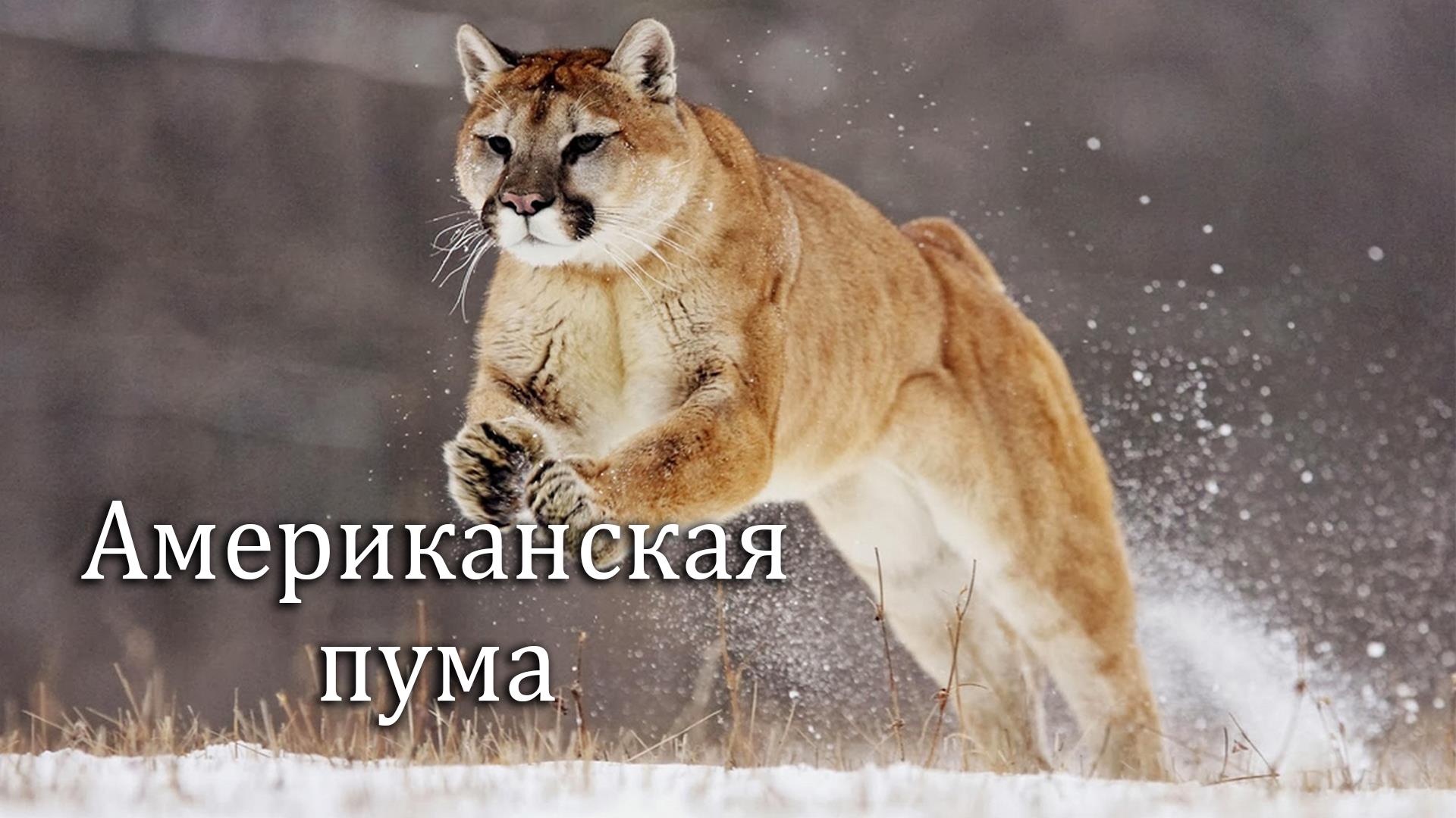 Американская пума (amerikanskaja-puma) Документальный фильм
