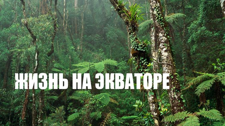 Постер Жизнь на экваторе