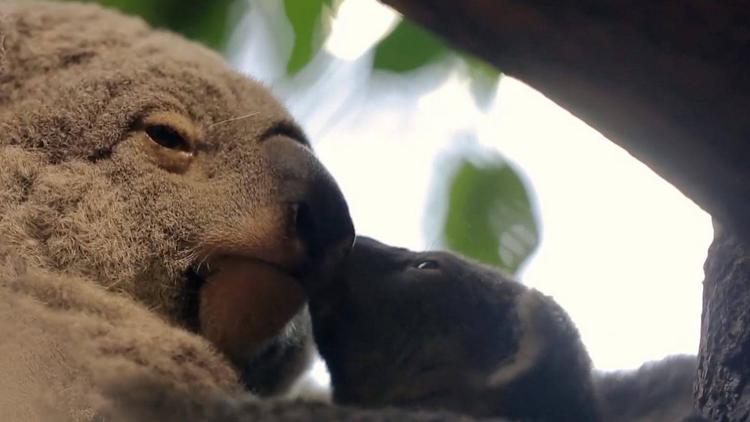 Постер Crocodiles, koalas et rhinocéros : naissances incroyables au zoo