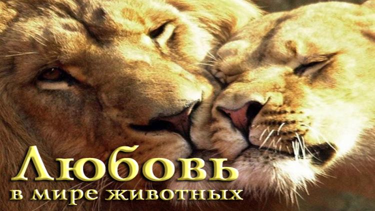 Постер Любвь в мире животных