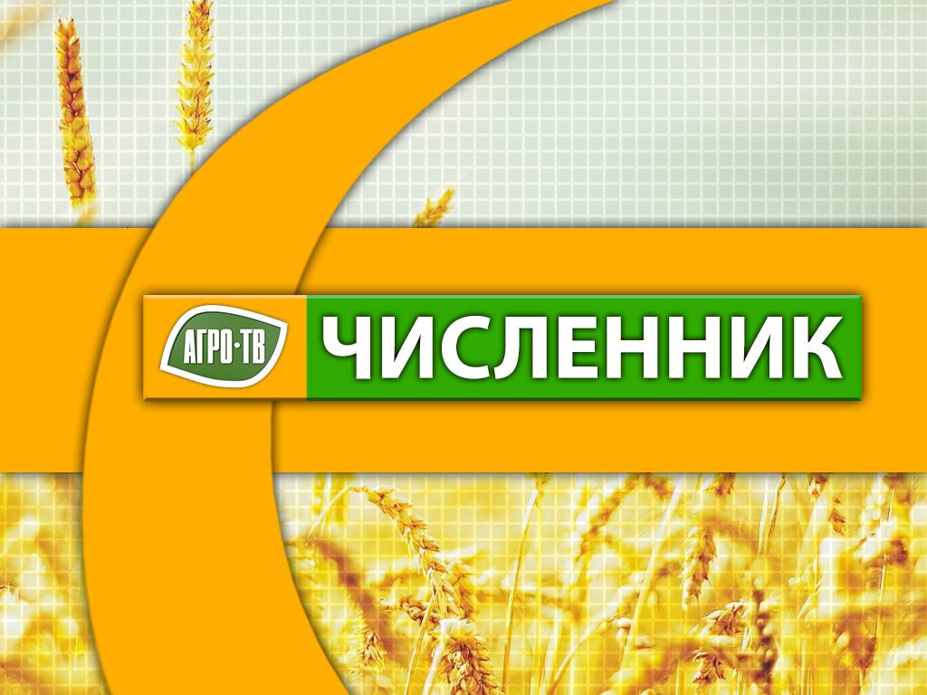 Численник (chislennik) Досуг, хобби