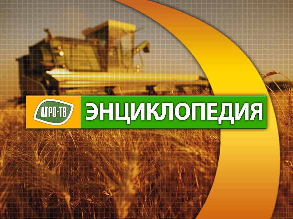 Энциклопедия (entsiklopedija) Познавательное