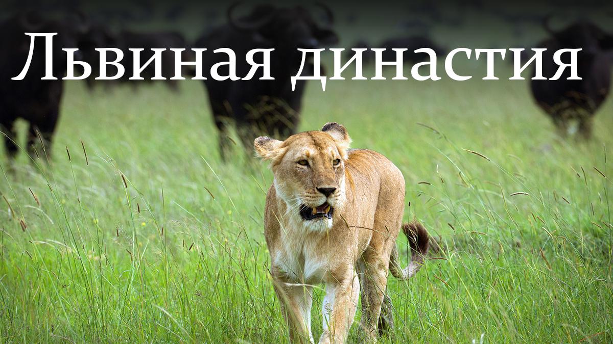 Львиная династия (lvinaja-dinastija) Документальный фильм