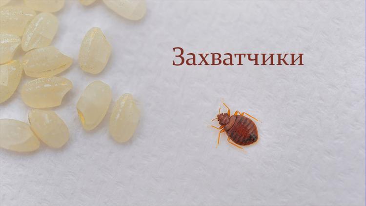 Постер Захватчики