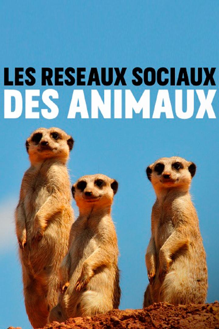 Les réseaux sociaux des animaux (les-rseaux-sociaux-des-animaux) Документальный сериал
