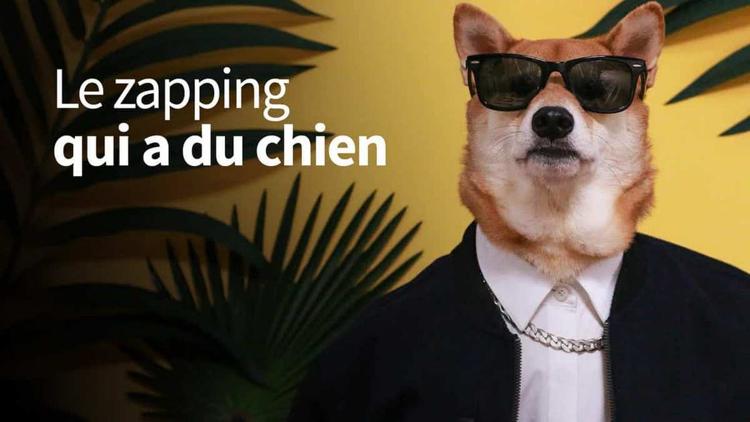 Постер Le zapping qui a du chien