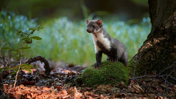 Постер La vie des animaux